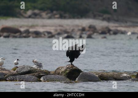 Große Kormoran-Vögel stehen auf einem Felsen am Meer und winken mit ihren Flügeln Stockfoto