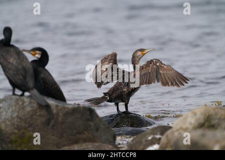 Selektive Fokusaufnahme eines großen Kormoranvogels, der auf einem nassen Felsen steht und seine Flügel ausbreitet Stockfoto