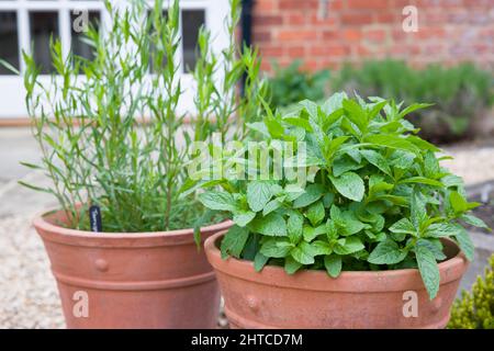 Frische Kräuter, Minze und französischer Estragon, die in Terrakotta-Töpfen in einem britischen Garten wachsen Stockfoto