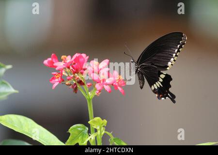 An einem sonnigen Nachmittag während der Hauptsaison der Schmetterlinge fand ich diesen wunderschönen Schmetterling, der in meinem Garten Nektar von einigen roten Blumen nahm Stockfoto