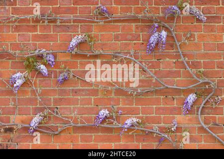 Glyzinien-Reben, Training einer Kletterpflanze oder eines Baumes an einer Hauswand im Frühjahr, Großbritannien, mit Drahtseil zur Unterstützung. Stockfoto
