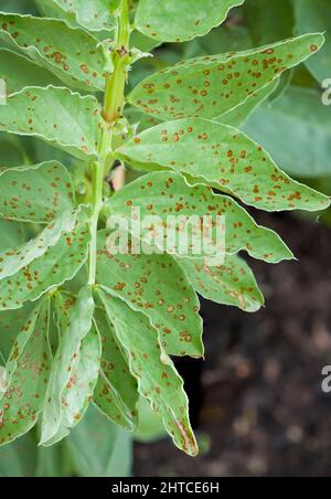 Rostflecken auf Blättern aus nächster Nähe, Rostpflanzenerkrankung, Fava-Bohnenpflanze Stockfoto
