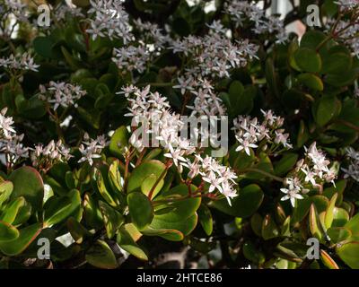 Die winzigen weißen sternförmigen Blüten der Jade-Pflanze Crassula ovata gegen das hellgrüne fleischige Laub. Stockfoto