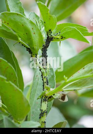 Schwarze Bohnenaphiden oder schwarze Fliege (Schwarzfliege) auf Blättern einer breiten Bohnenpflanze, britischer Garten Stockfoto