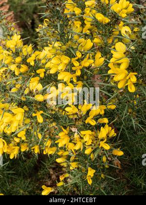 Eine Nahaufnahme eines Teils eines jungen, gelb blühenden Ginsterbusches, Ulex europaeus, der auf Heide wächst. Stockfoto