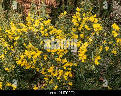 Eine Nahaufnahme eines Teils eines jungen, gelb blühenden Ginsterbusches, Ulex europaeus, der auf Heide wächst. Stockfoto