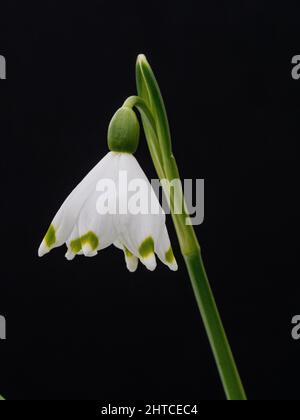 Eine Nahaufnahme einer einzelnen Blume der Frühjahrsschneeflocke Leucojum vernum vor einem schlichten Hintergrund. Stockfoto