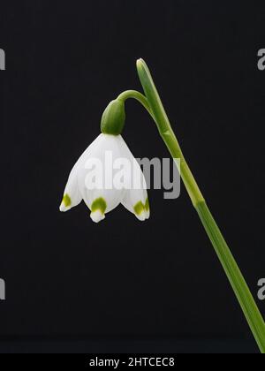 Eine Nahaufnahme einer einzelnen Blume der Frühjahrsschneeflocke Leucojum vernum vor einem schlichten Hintergrund. Stockfoto