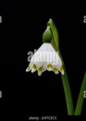 Eine Nahaufnahme einer einzelnen Blume der Frühjahrsschneeflocke Leucojum vernum vor einem schlichten Hintergrund. Stockfoto