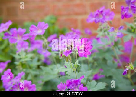 Geranien, Geranium sylvaticum, Nahaufnahme einer Hummel auf einer mehrjährigen Pflanze mit violetten Blüten im Frühjahr, Großbritannien Stockfoto