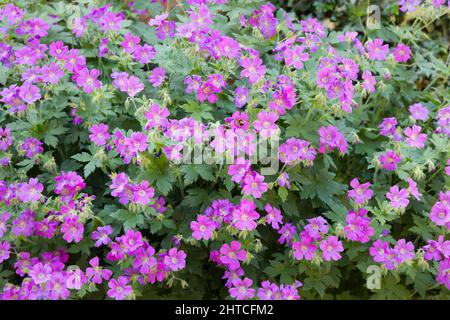 Geranienblüten, einheimische Pflanze aus Großbritannien, Geranium sylvaticum, Nahaufnahme der im Frühjahr blühenden Exemplare Stockfoto