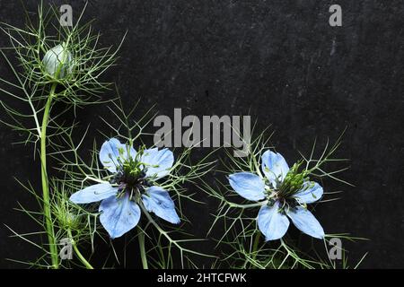 Aufnahme von Nigella-Blumen und Knospen auf Schiefer für Mitteilungen, Ansagen, Karten oder Schilder Stockfoto