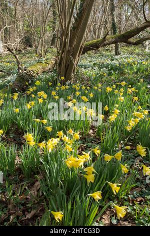 Wilde Narzissen, Fastenlilien, Narcissus pseudonarcissus und Schneeglöckchen, Galanthus nivalis, Wildblumen im Wald, Sussex, Februar Stockfoto