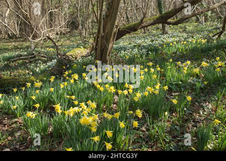 Wilde Narzissen, Fastenlilien, Narcissus pseudonarcissus und Schneeglöckchen, Galanthus nivalis, Wildblumen im Wald, Sussex, Februar Stockfoto