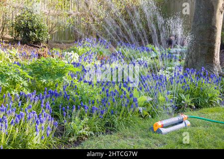Gartenregner, der im Frühjahr ein Blumenbeet mit Muscari-Blumen in einem britischen Garten bewässert Stockfoto