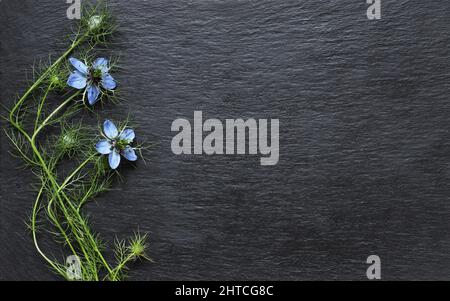 Aufnahme von Nigella-Blumen auf Schiefer für Mitteilungen, Ankündigungen, Karten oder Schilder Stockfoto