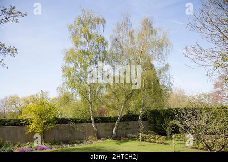 Garten- oder Gartengestaltung mit silbernen Birken im Frühjahr, Großbritannien Stockfoto