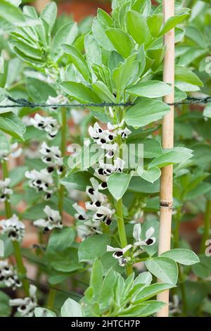 Breitbohne (Fava Bohne) Pflanzen mit Blumen, Nahaufnahme Makrodetails von Pflanzen, die in einem Garten wachsen Stockfoto