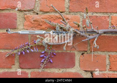 Glyzinie-Pflanze oder Baum, die auf einer Ziegelwand klettert, Großbritannien. Unterstützung oder Training mit Drahtseil, Spannschloss und Rebenaugen. Stockfoto