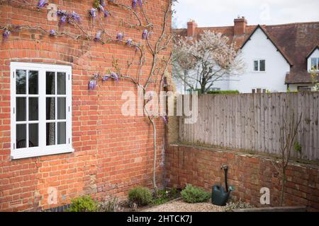 Glyzinie wächst im Frühjahr an der Hauswand, Großbritannien. Unterstützt mit Rebenaugen und Drahtseil. Stockfoto