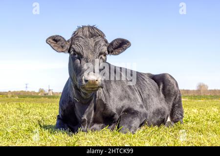 Schwarze Kuh liegt mürrisch verdächtig im grünen Gras, entspannt auf der Wiese, von vorne gesehen und einem blauen Himmel. Stockfoto