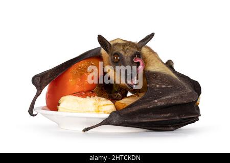 Junger Erwachsener Flughund, Fruchtfledermaus alias Megabat von chiroptera, auf Teller mit frischen Früchten gelegt. Blick direkt auf die Kamera. Isoliert auf weißem Hintergrund Stockfoto