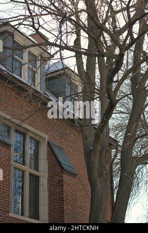 Ein typischer Baum, der vor einem alten Backsteinhaus wächst. Stockfoto
