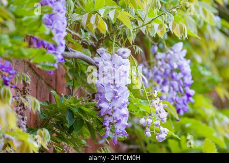 Glyzinienblüten (Raceme). Reben einer Kletterpflanze oder eines Baumes, die im Frühjahr an einer Hauswand wachsen. Stockfoto