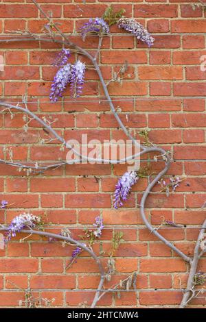 Glyzinien Pflanzen Reben klettern auf einer Hauswand im Frühjahr, Großbritannien, mit Drahtseil Unterstützung. Stockfoto