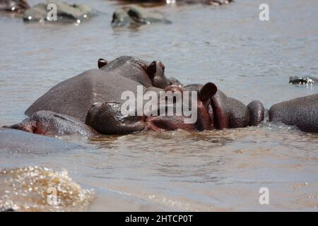 Eine Herde Flusspferde (hippopotamus amphibius) in ein Wasserloch. Obwohl diese Tiere sind gesellig und leben oft in großen Gruppen, sie sind nicht sehr Stockfoto