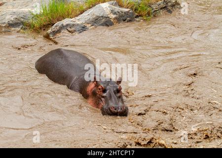 Eine Herde Flusspferde (hippopotamus amphibius) in ein Wasserloch. Obwohl diese Tiere sind gesellig und leben oft in großen Gruppen, sie sind nicht sehr Stockfoto