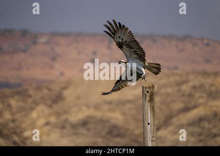 Der Fischadler oder genauer gesagt der westliche Fischadler (Pandion haliaetus) - auch als Seefalke, Flussfalke und Fischfalke - ist ein tagnisches, fischfressendes b Stockfoto