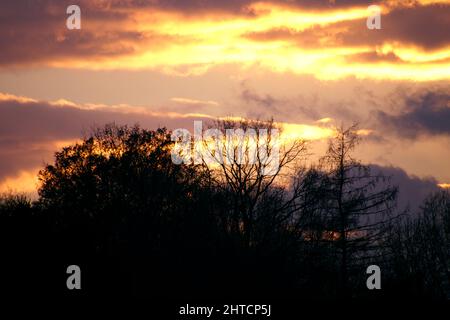 Die Sonne hinter den Bäumen sieht aus wie Feuer am Himmel Stockfoto