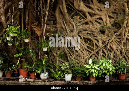 Topfpflanzen vor einem ausgedehnten Wurzelsystem von banyan Tree, Stanley, Hong Kong Island, 2007 Stockfoto