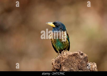 Great Barbet, Megalaima virens, Sattal, Uttarakhand, Indien Stockfoto