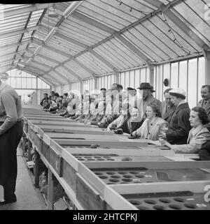 Skegness, East Lindsey, Lincolnshire, 22/05/1954. Eine Reihe von Leuten, die während einer Laing-Reise nach Skegness in einer Spielhalle ein Ballspiel spielen. Im Jahr 1947, nach einer siebenjährigen Pause, hatte Laing seine „Ausflüge in die Umgebung“ für Mitarbeiter und ihre Familien wiederbelebt, wobei die Reisen im Mai und Juni stattfinden. Im Jahr 1954 waren sieben Ausflüge geplant, die über fünf Wochen im Mai und Juni stattfinden sollen. Diese Reise nach Skegness war für Mitarbeiter und ihre Familien aus den Midlands und South Yorkshire. Eine ausgeschnittene Version dieses Fotos wurde in der Juli 1954-Ausgabe von „Team Spirit“, dem Laing-Emplo, veröffentlicht Stockfoto