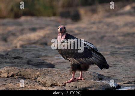 Asian King Vulture, Sarcogyps calvus, Panna Tiger Reserve, Madhya Pradesh Stockfoto