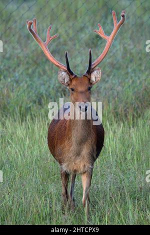 Barasingha-Hirsch mit neuem Geweih, Rucervus duvaucelii, Kanha-Nationalpark, Madhya Pradesh Stockfoto