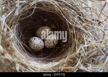 Nahaufnahme von drei gesprenkelten Wachteleiern in einem Nest Stockfoto