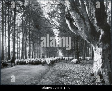 Eine Herde Schafe, die durch Savernake Forest, Savernake, Wiltshire, 1925-1939. Stockfoto