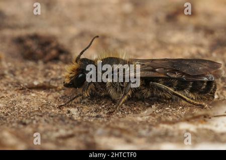 Nahaufnahme der großen Scherenbiene, Chelostoma florisomne, die auf einem Stück Holz sitzt Stockfoto