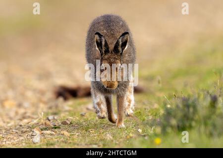 Running Mountain Hase, Orkney, Schottland Stockfoto