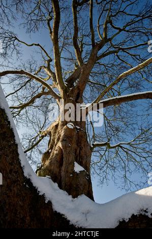 Eltham Palace, Court Yard, Eltham, Greenwich, London, 2009. Gesamtansicht der Anlage des Eltham Palace im Schnee, Blick auf einen Baum auf dem oberen Rasen. Stockfoto