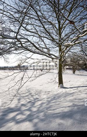 Eltham Palace, Court Yard, Eltham, Greenwich, London, 2009. Gesamtansicht des Geländes des Eltham Palace im Schnee, zeigt einen Baum auf dem südlichen Rasen. Stockfoto