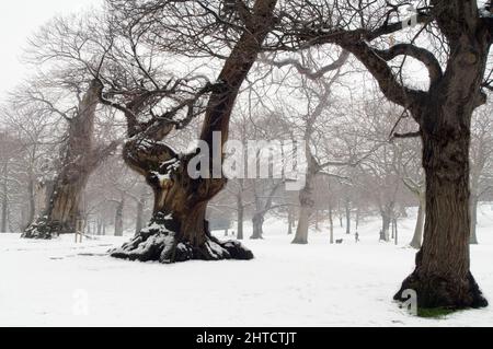 Greenwich Park, Greenwich, London, 2007. Allgemeiner Blick auf den Greenwich Park nach Schneefall, zeigt Bäume im Schnee. Stockfoto