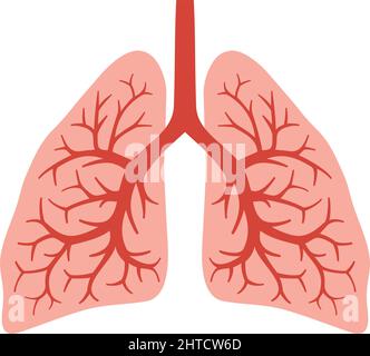 Vektordarstellung der Anatomie der menschlichen Lunge (Bronchialsystem) Stock Vektor