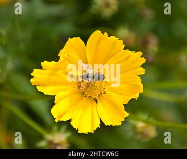 Osborne House, East Cowes, Isle of Wight, 2008. Detail einer Blume mit einer Biene, die in ihrer Mitte im von Mauern umgebenen Garten des Osborne House Pollen sammelt. Stockfoto