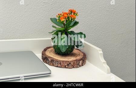 Blätter einer Sukkulente namens Haworthia fasciata auf weißem Grund. Kokedama. Stockfoto