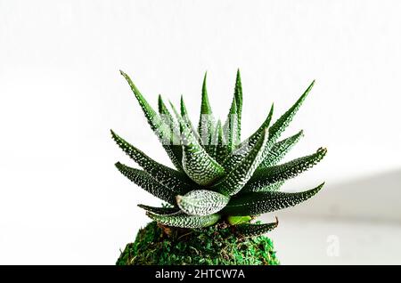 Blätter einer Sukkulente namens Haworthia fasciata auf weißem Grund. Kokedama. Stockfoto