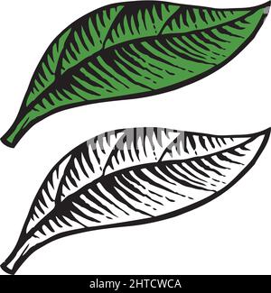 Vintage gravierte Vektor-Illustration des Blattes (handgezeichnet) Stock Vektor